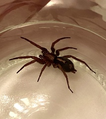 Herpyllus propinquus