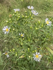 Symphyotrichum firmum