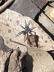 Nyssus albopunctatus