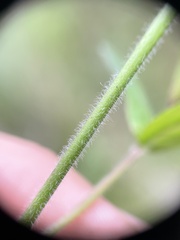 Epilobium parviflorum