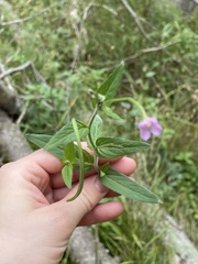 Epilobium parviflorum