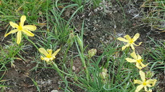 Echeandia flavescens