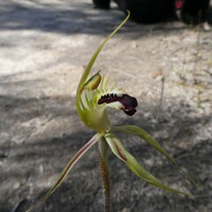 Caladenia stricta
