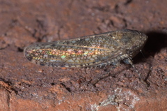 Paraphlepsius