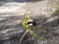 Caladenia stricta