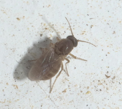 Ceratopogonidae