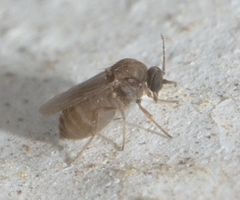 Ceratopogonidae