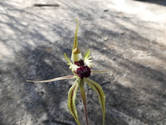 Caladenia stricta