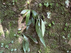 Antrophyum formosanum