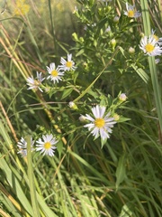 Symphyotrichum firmum