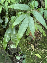Leptochilus ellipticus