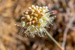 Eriogonum nudum