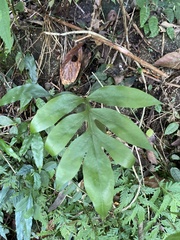 Leptochilus ellipticus