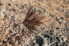 Bromus rubens