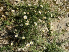 Erigeron karvinskianus