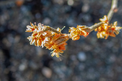 Eriogonum gracile