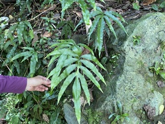 Leptochilus ellipticus