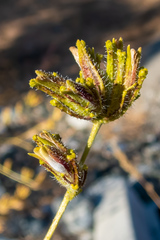 Cordylanthus rigidus