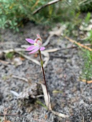 Caladenia pusilla