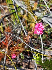 Boronia serrulata