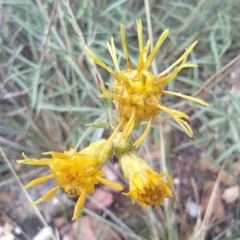 Chrysothamnus scopulorum