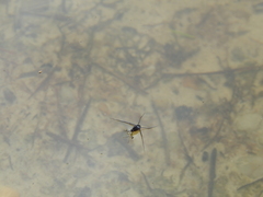 Trepobates subnitidus