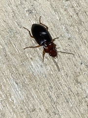 Trichotichnus vulpeculus