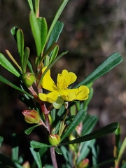 Hibbertia monogyna