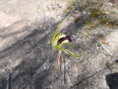 Caladenia stricta