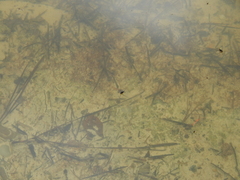 Trepobates subnitidus