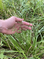 Epilobium leptophyllum