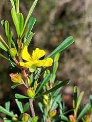 Hibbertia monogyna