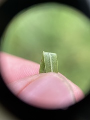 Epilobium leptophyllum