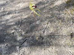 Caladenia stricta