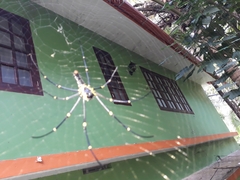 Nephila