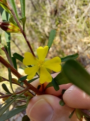 Hibbertia monogyna