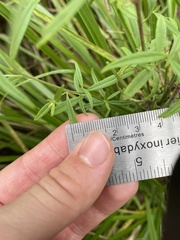 Epilobium leptophyllum