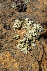 Protoparmeliopsis pinguis