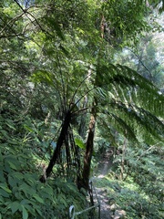 Alsophila spinulosa