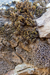 Grimmia laevigata