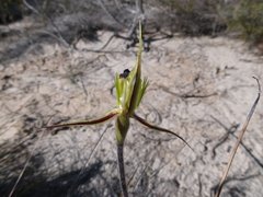 Caladenia stricta