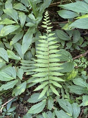 Pseudocyclosorus esquirolii
