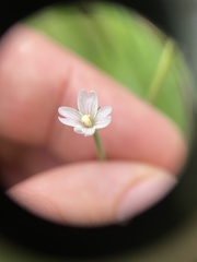 Epilobium leptophyllum