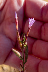 Epilobium brachycarpum