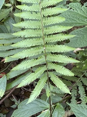 Pseudocyclosorus esquirolii