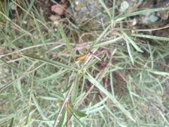 Chrysothamnus scopulorum