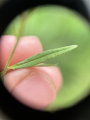 Epilobium leptophyllum