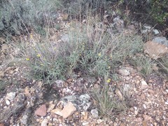 Chrysothamnus scopulorum