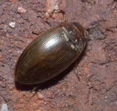 Copelatus chevrolati