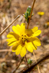 Calycadenia truncata